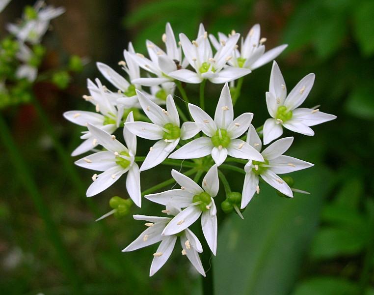 Allium ursinum / Aglio orsino